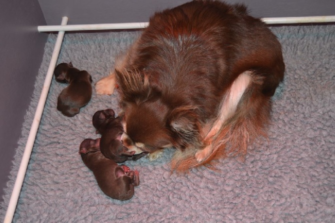 Du Moulin Aux Merles - 3 bébés  sont nés