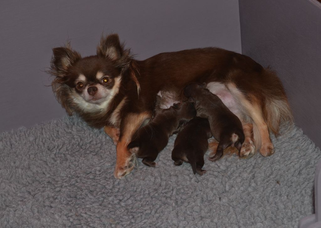 Du Moulin Aux Merles - Naissance des 3 bébés de Galice 