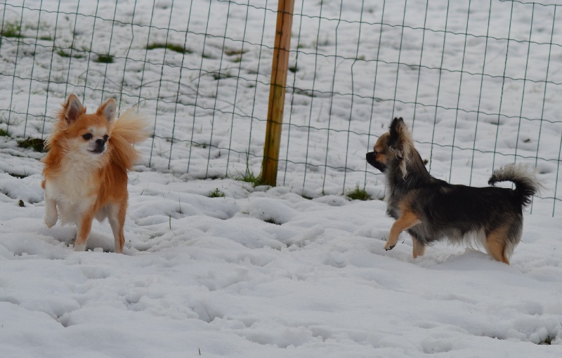 janvier 2013 Mes chichis dans la neige