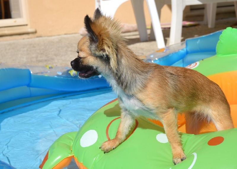 Isis et Idylle dans leur piscinette