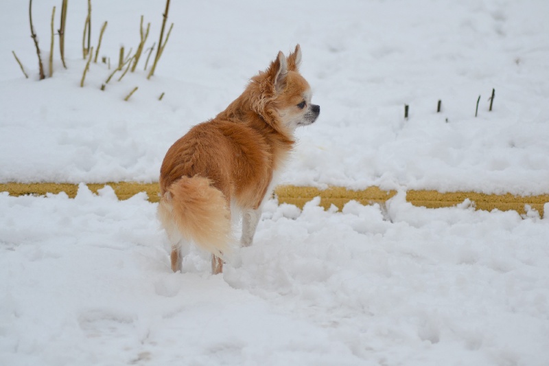 Mon 1er p'tit loup